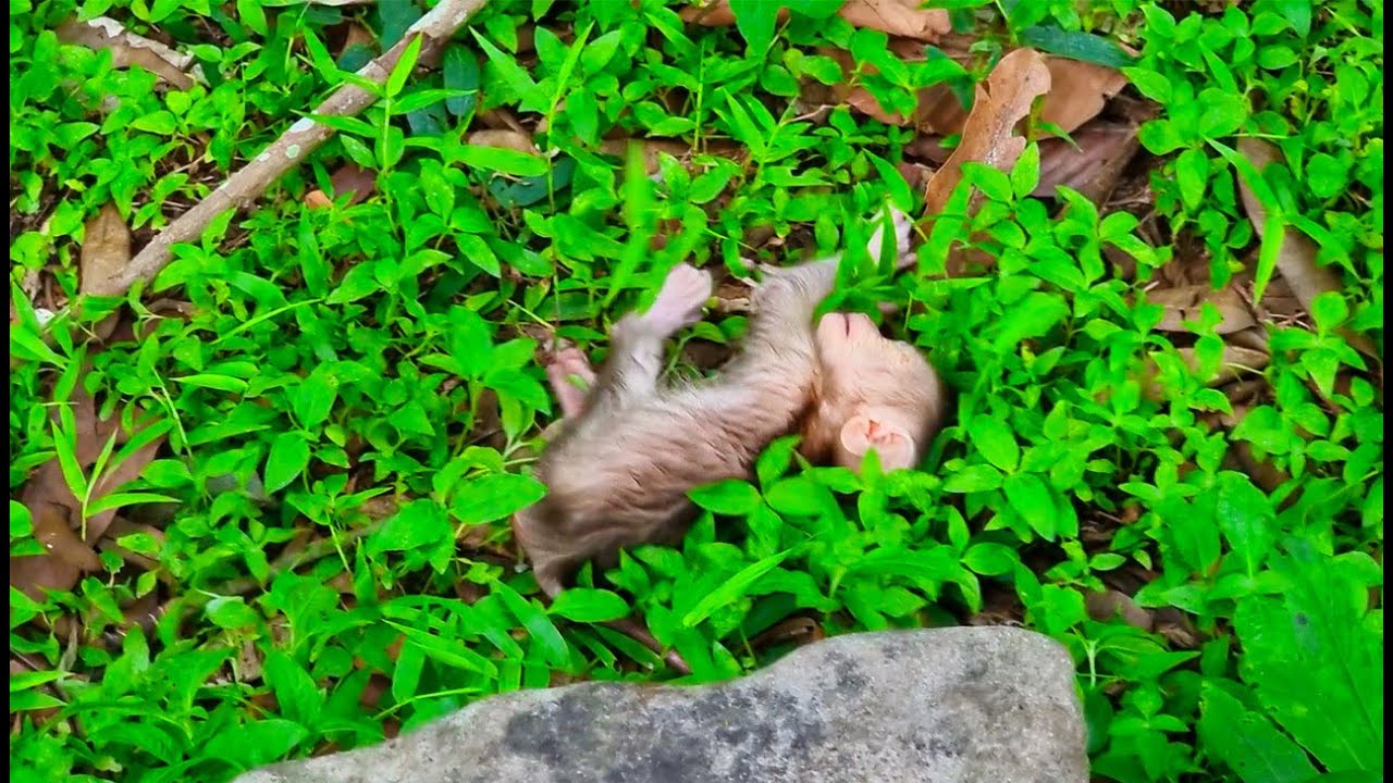 What happened to new born baby monkey? Why her MOM leave like that