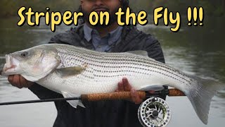 BIG!!! Mountain River Striper on the Fly !!!  Another COLD and MUGGY day Produces BIG!!!