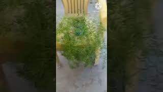 Asparagus Fern #houseplant​ care#asparagus​ fern#gardening​ tips for beginners #new #shorts
