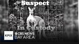 What would you do if you found a pet Kangaroo on the loose in Texas?