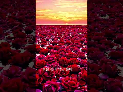 슬픈장미꽃  #슬픈미소 (조용필 님)#백만송이장미바다#꿈속#슬픈바다#슬픈노래 #그리움#장미#감성영상