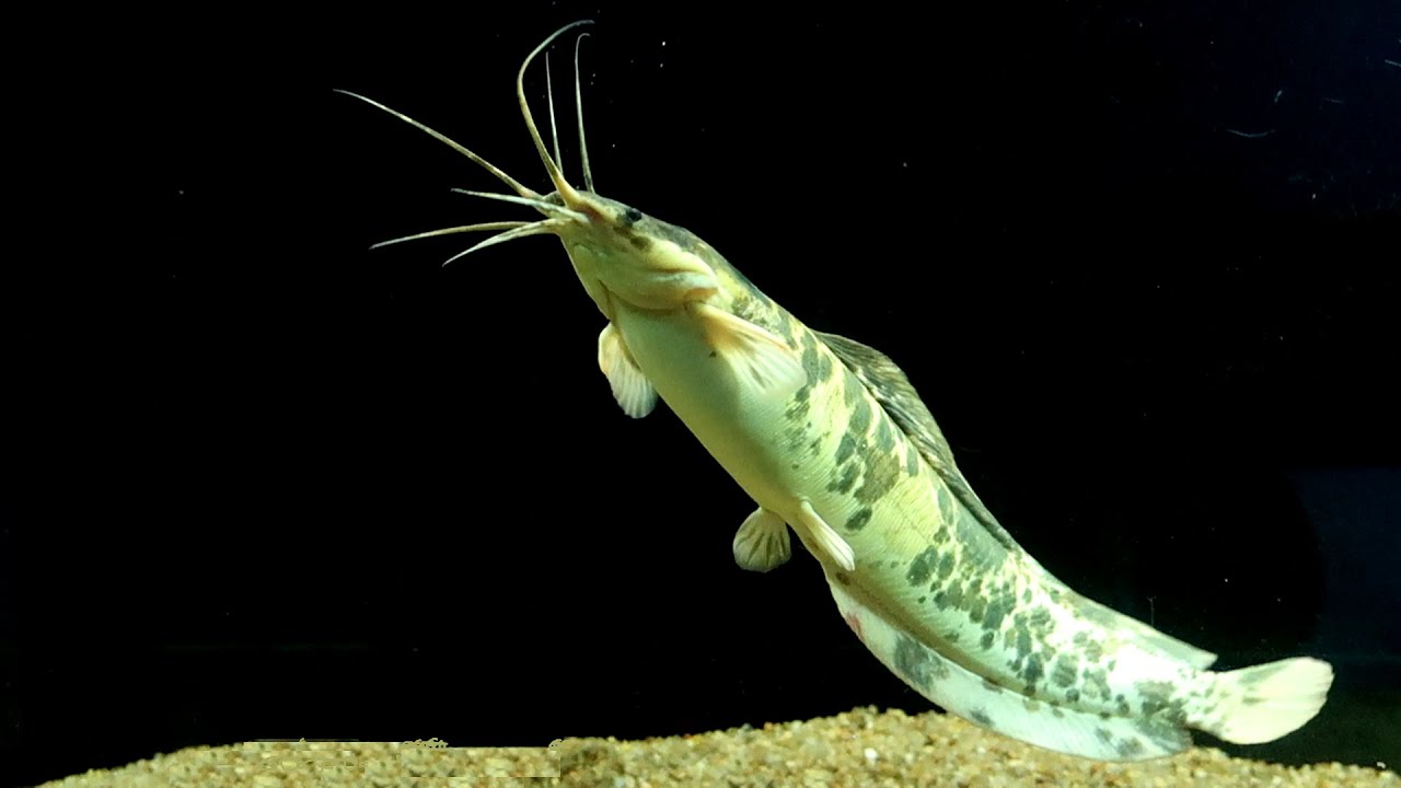 Walking Catfish at Earth Aquarium Mysore YouTube