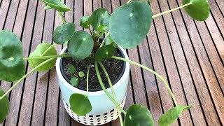 How To Grow - Chinese Money Plant - Pilea Peperomoides