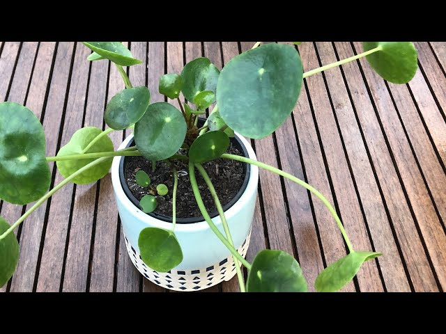 How to Grow - Chinese Money Plant - Pilea Peperomoides - YouTube