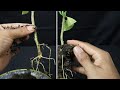 An easy way to grow citrus trees with cuttings