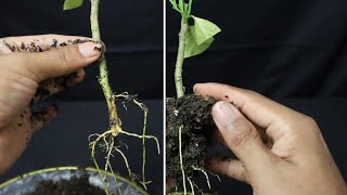 An easy way to grow citrus trees with cuttings