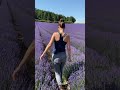 It’s lavender season in Provence 😍