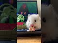 Hi, I'm Seven 👋 | A Food Lover's Journey 🍜✨ #hamster #hamstersoftiktok #cutepets #petsoftiktok