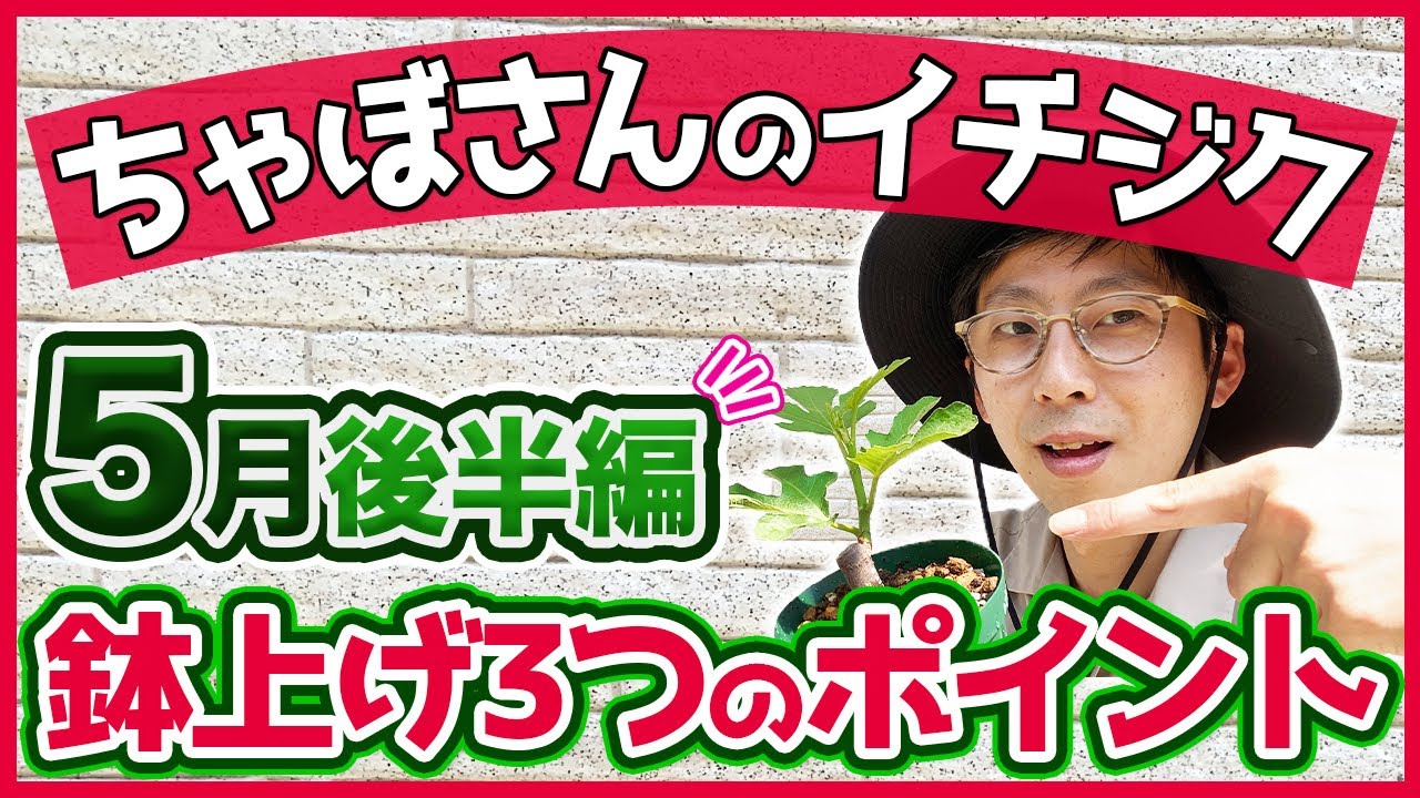 【いちじく】５月後半編のイチジク 栽培状況。ホワイトイスキアとドルチェレストは同じ品種？ブラックマデイラの育成経過と小苗の鉢上げについて（育て方）