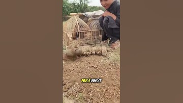 Nuôi chim cút giữa ruộng lúa, thu lợi kép #short