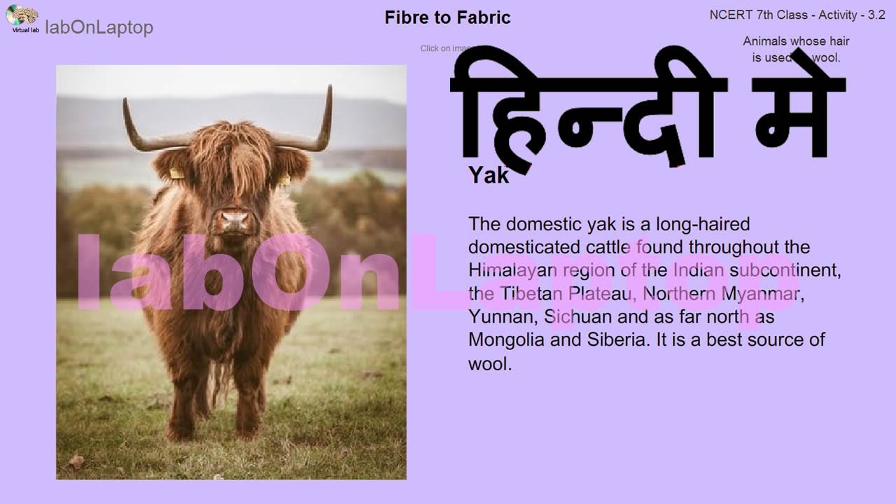 NCERT Class 7th - Activity  | Fiber to Fabric | Animals that give us  Wool | labOnLaptop - YouTube