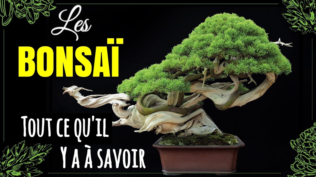 Les BONSAÏ, tout ce qu'il y a à savoir | BABYLONE