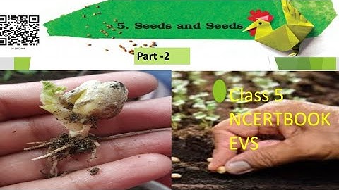 Seeds and Seeds (Part 2 )  हिन्दी  explanation | NCERT Class 5 EVS Chapter-5 |CBSE Class...