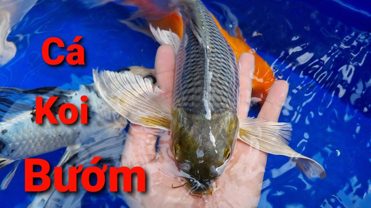 Cá Koi đuôi Bướm khác gì so với cá Chép Phụng? Các gói combo cá koi