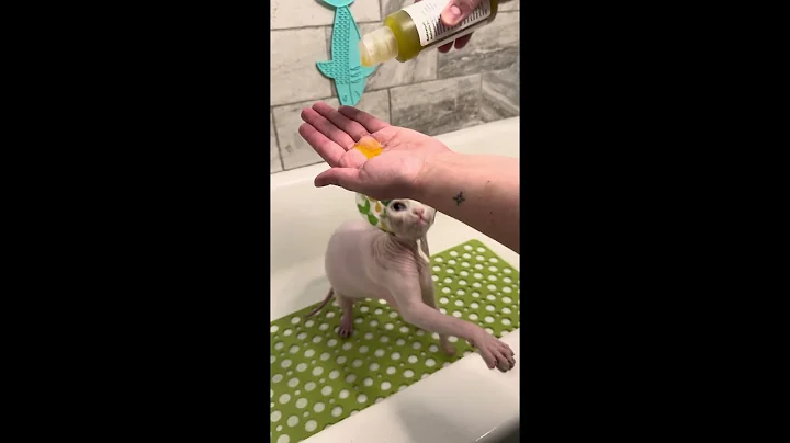 Watch the video about Sphynx Cat Wears her New Shower-Cap! #sphynxgrooming