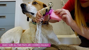 How To Make Paw-Print Art - Tutorial