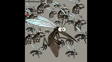 Amoyo Mweee Mosquito Choir Vs Bob Kichwa Ngumu Comedy Funny 
