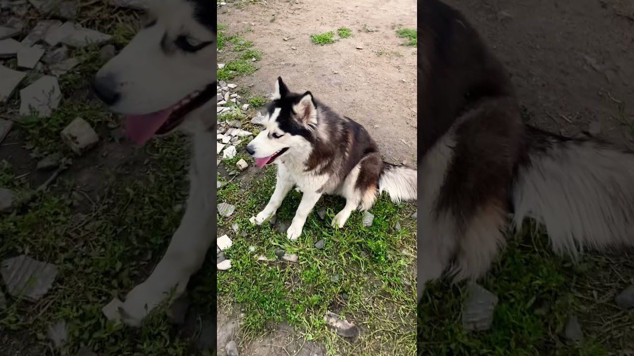 Хаски Бэлла