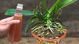 видео: Только что упала под орхидею! Внезапно выросло 1001 корешок и расцвели суперцветы! картинка: Только что упала под орхидею! Внезапно выросло 1001 корешок и расцвели суперцветы!