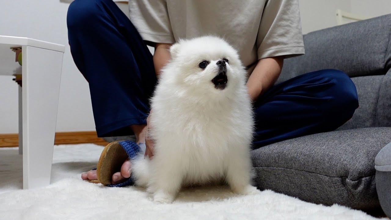 危険を察知して飼い主を守ろうとするポメラニアン - YouTube 