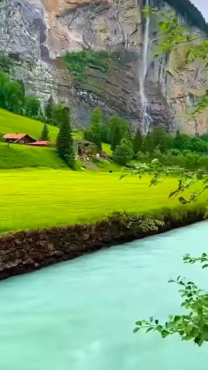 🎄हरे पेड़ - ShareChat