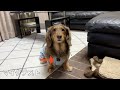 愛犬にピンマイク付けてみた【ミニチュアダックス】