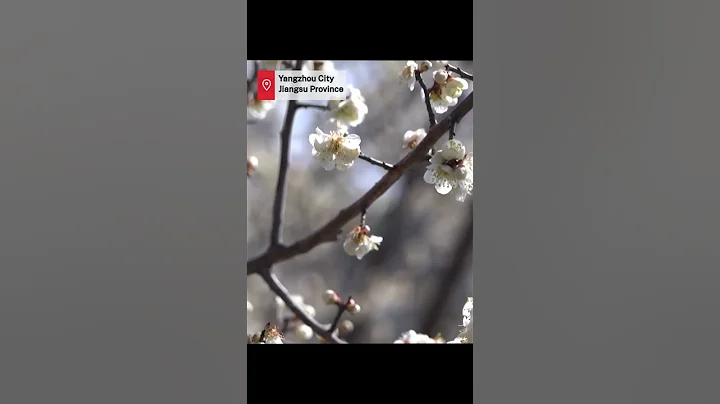 Spring awakens in Yangzhou as Slender West Lake's plum blossoms bloom - DayDayNews