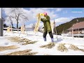 雪の白さ　もらうよ　和紙原料コウゾ…富山県南砺
