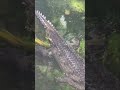 The Impressive Indian Gharials at the L.A. Zoo!