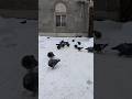 Голуби Ворони