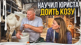 Козы в мае: сделали козлят евнухами😲😲😪, научили Юриста доить КОЗ😄. 