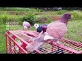 TEST BURUNG MERPATI PLONTANG DISAWAH #MERPATIKU