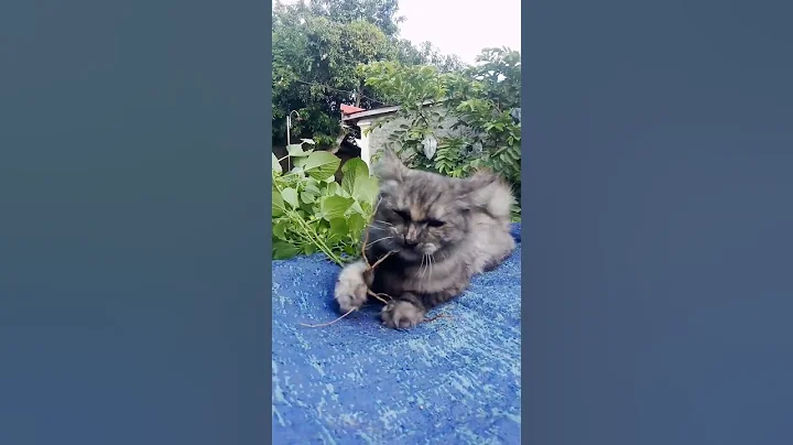 Video 11837391: kitten kitty pets meow, cat kitten kitty meow, meow kitty cute pet, pets kitty funny meow