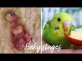 Budgie growth stages | From Egg to Adult