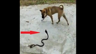 Dog Vs Cobra Snake