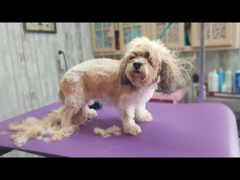 Watch me groom this dog, Cavachon