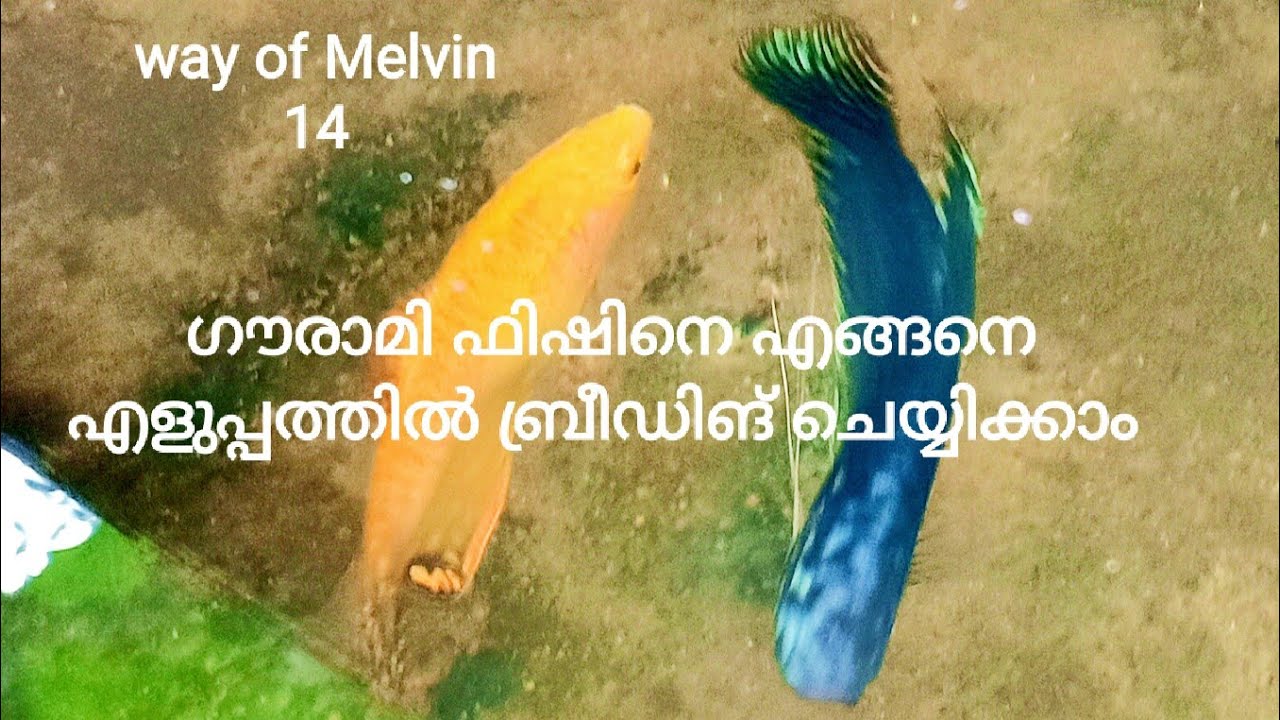 ഗൗരാമി ബ്രീഡിങ്Gourami fish breeding in malayalamHow to breeding