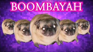 BLACKPINK  BOOMBAYAH Dog cover