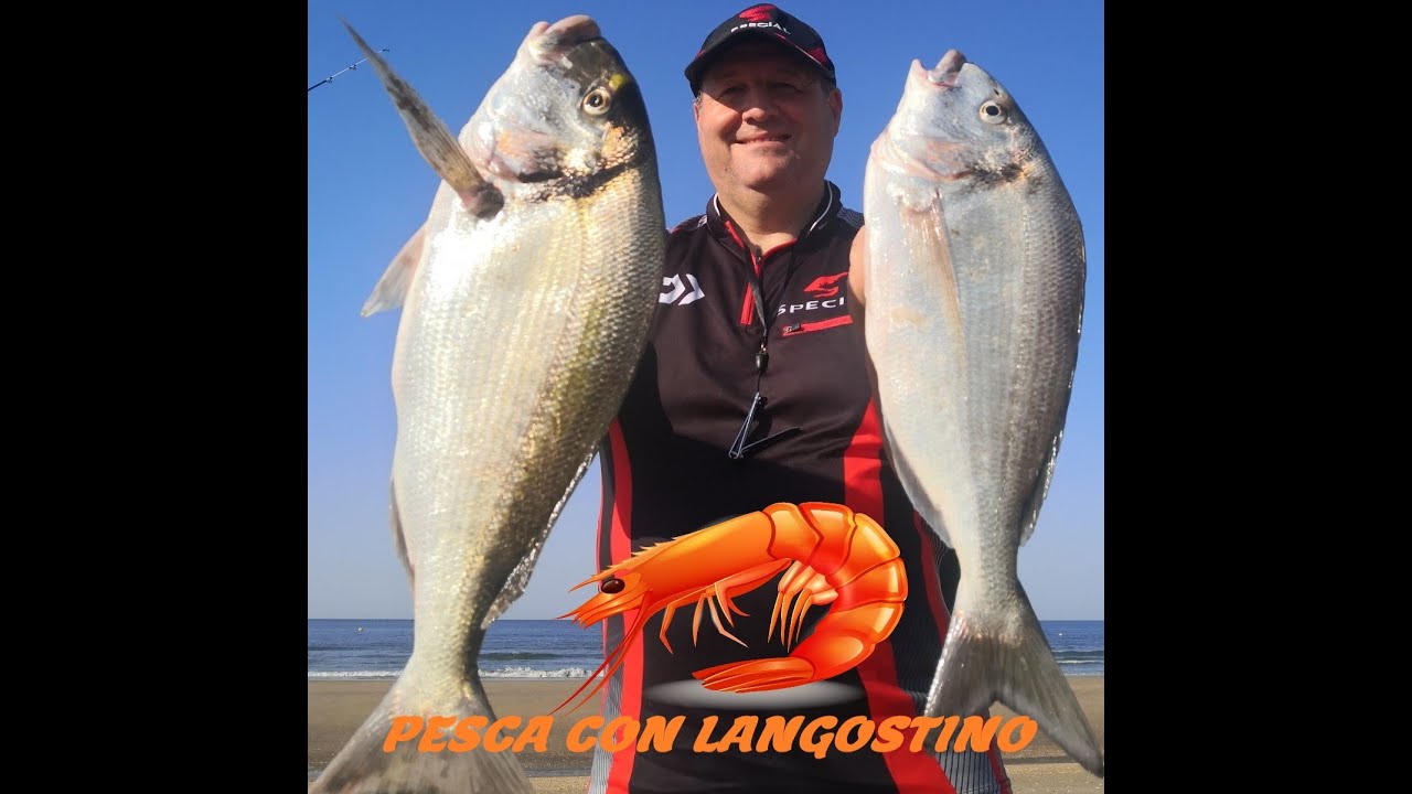 PESCA SURFCASTING FORMAS ANZUELAR LANGOSTINO Y DORADAS