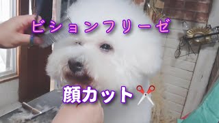 ビションフリーゼの顔カット✂