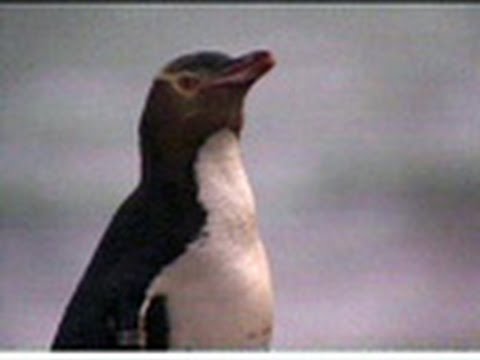アニマル サイエンス １ ペンギンが帰れる森へ ニュージーランド キガシラペンギン Youtube