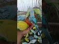 🐦触れる前に判断された理由