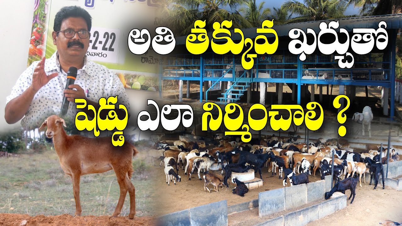 తక్కువ వ్యయం.. ఎక్కువ నాణ్యతతో గొర్రెల షెడ్డు | Sheep Farming | Dr.Ch Ramesh