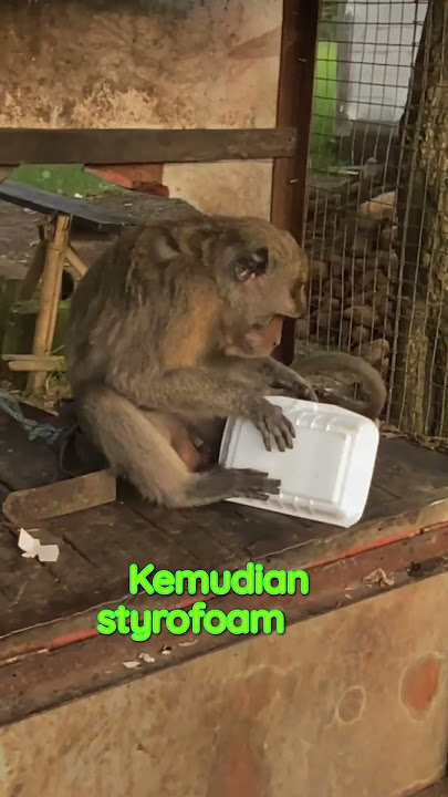 ngeprank kok monyet #monyet #monkey #pranks
