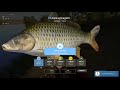 Russian Fishing 4 - Akthuba-Wild carp- blue trof (Carpa Selvagem) 38,334 Kg