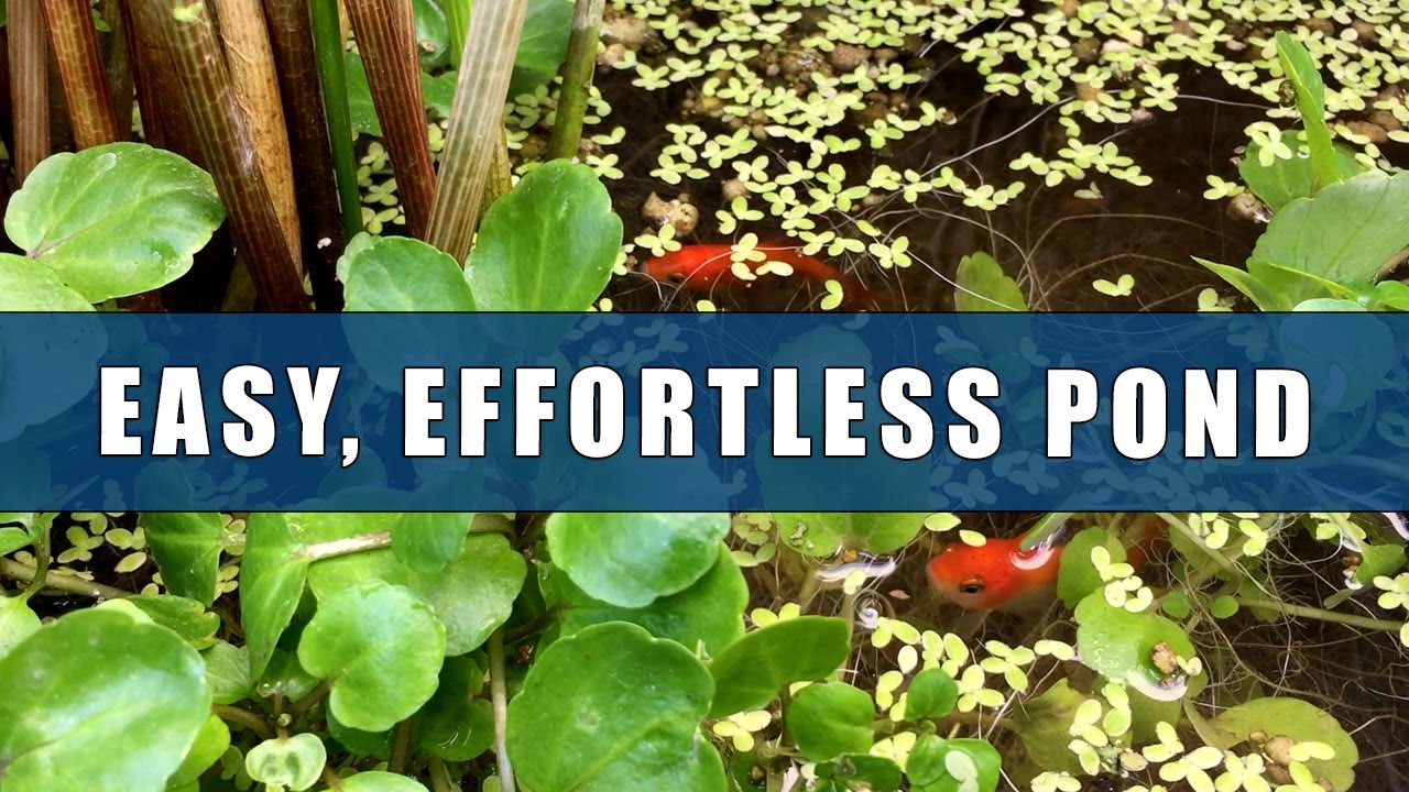 The Best Oxygenating Pond Plants Pond Plants, Pond