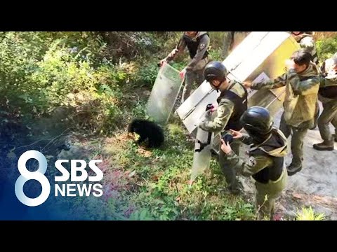 수도산 간다더니…지리산으로 방사된 &amp;#39;반달곰&amp;#39;, 왜? / SBS