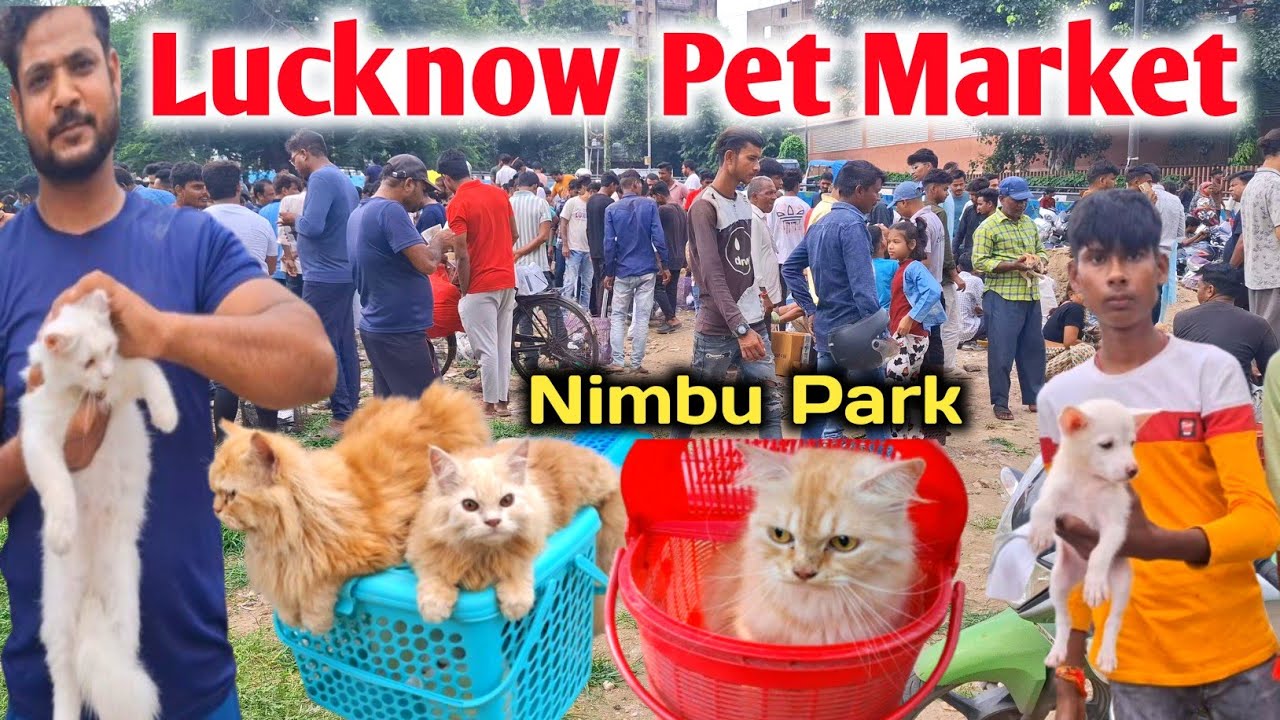 Lucknow Nimbu park Pet market |Best quality Persian kittens & Cat |Sunday pet market Lucknow 