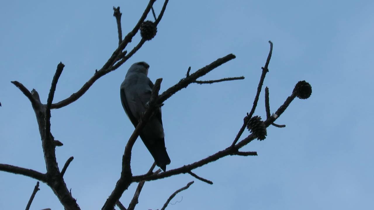 Freedom the Parrot in Bird Pak & MISSISSIPPI KITE! Hilton Head Island