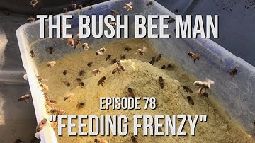 Feeding Bees Before the Almond Blossom - Episode 78: "Feeding Frenzy"